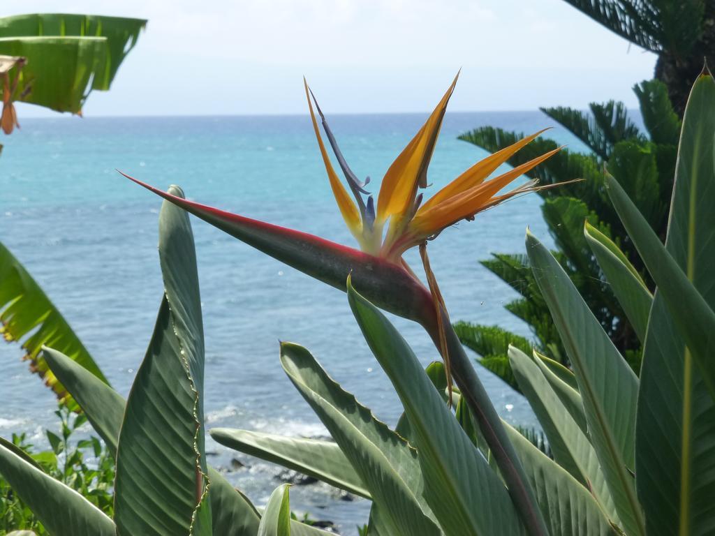 Mahina Surf 220 By Redawning Aparthotel Lahaina Esterno foto